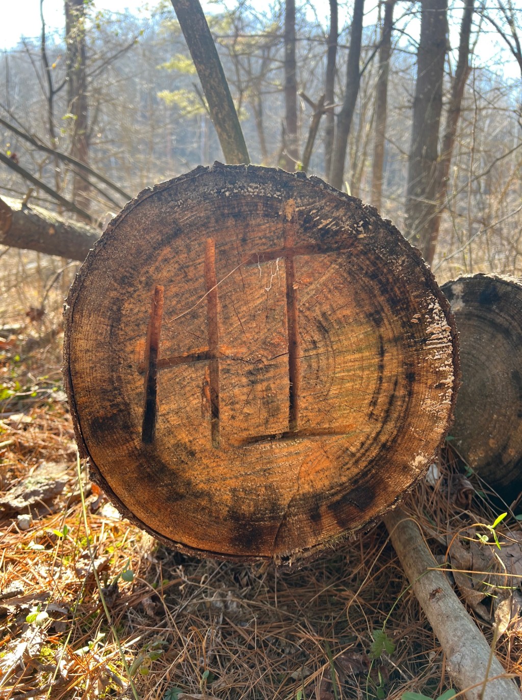 Photos I took in Nature Today